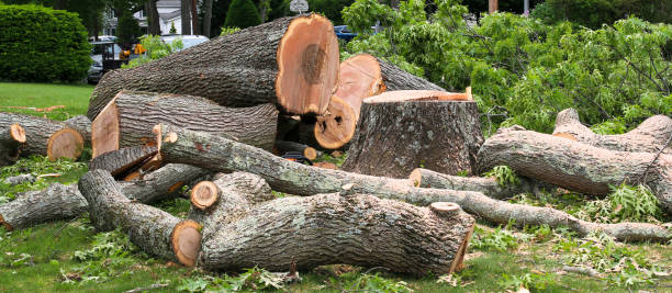 Best Hazardous Tree Removal  in Palos Heights, IL