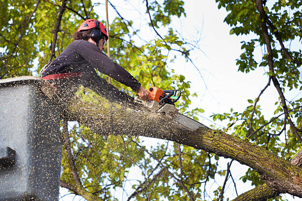 How Our Tree Care Process Works  in  Palos Heights, IL