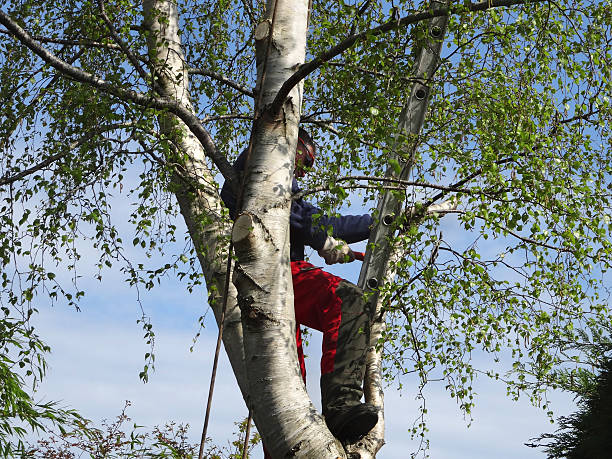 Best Utility Line Clearance  in Palos Heights, IL