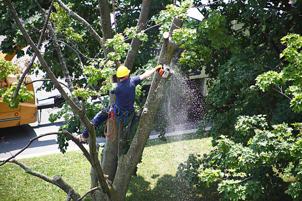 Best Fruit Tree Pruning  in Palos Heights, IL