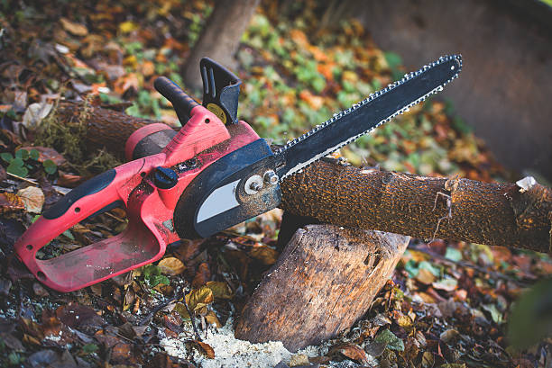 Best Stump Grinding and Removal  in Palos Heights, IL